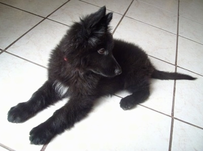 Image of Black German shepherd posted on 2022-03-13 14:06:50 from SATARA